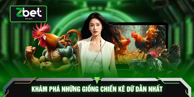 Khám phá những giống chiến kê dữ dằn nhất