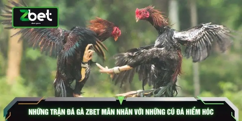 Những trận đá gà ZBET mãn nhãn với những cú đá hiểm hóc