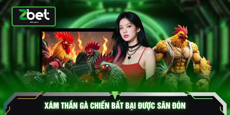 Xám Thần gà chiến bất bại được săn đón